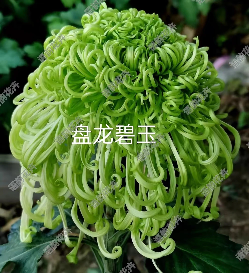 稀有绿色【盘龙碧玉】大花丝菊原盆原土发货阳台地栽庭院好养活
