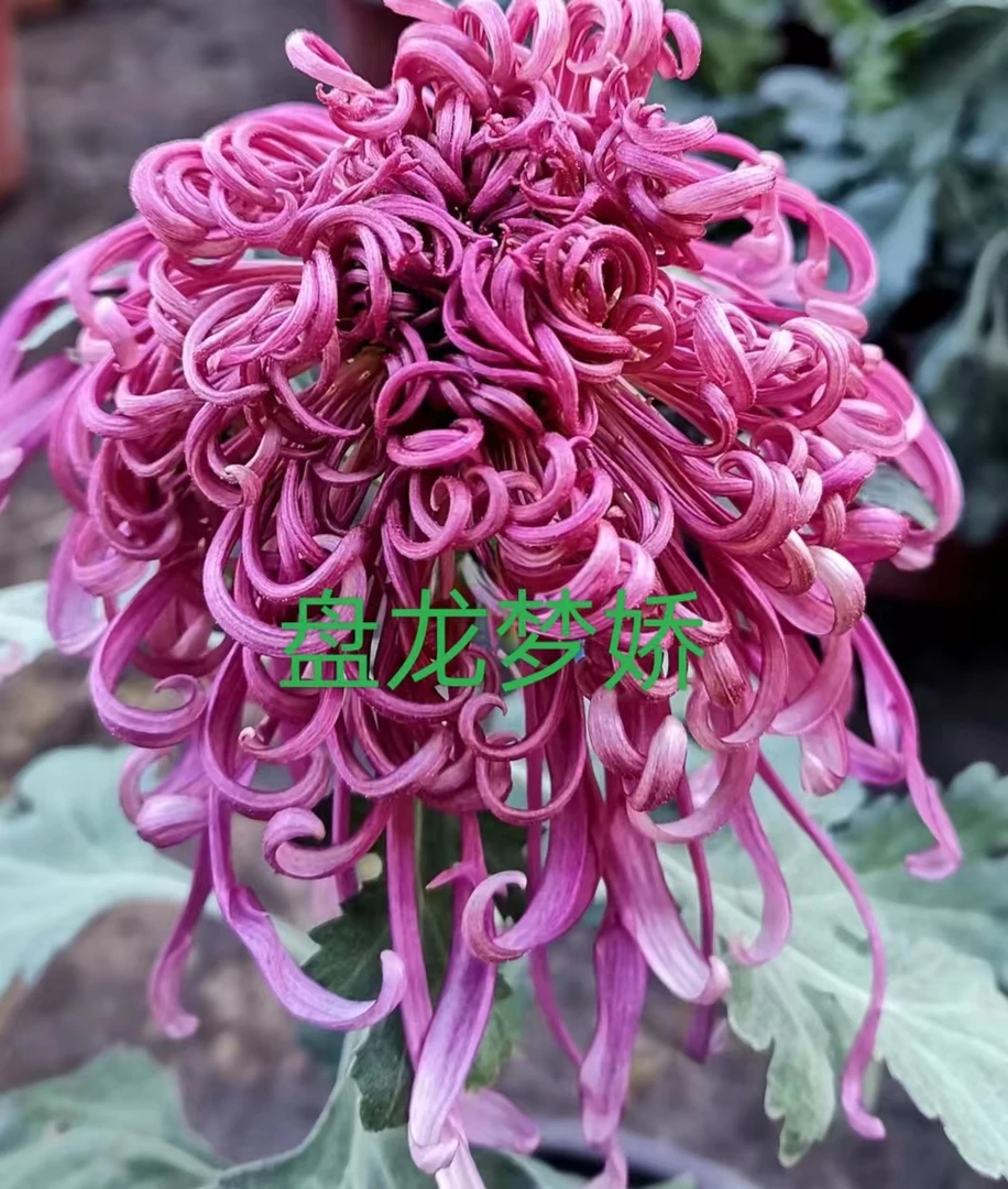 【盘龙梦娇】九月菊花原土球发货阳台地栽庭院好养活