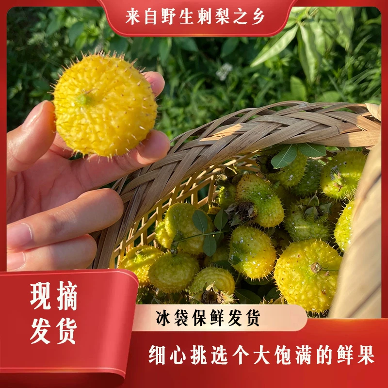 刺梨鲜果贵州野生现摘维C之王刺梨子食用农产品