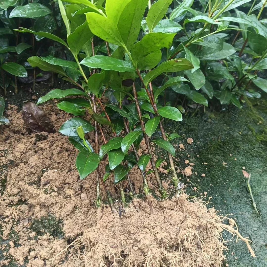 茶苗安吉白茶黄金芽黄金叶蒙山九号福选九号川茶九号九号茶苗