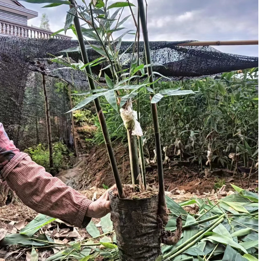 大型耐寒竹笋巨黄竹笋材两用竹佯黄竹大型竹子苗竹笋苗