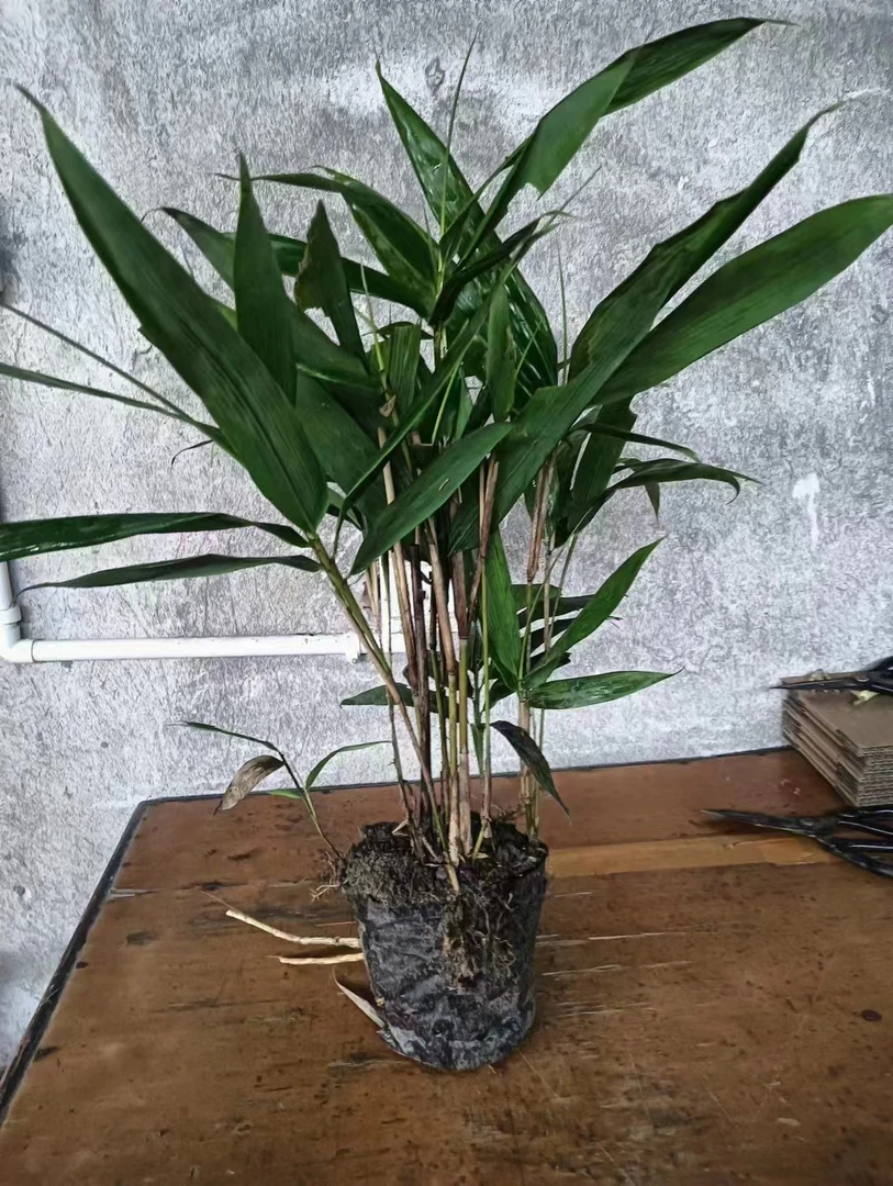 大叶箬竹粽叶竹绿化竹耐寒竹苗