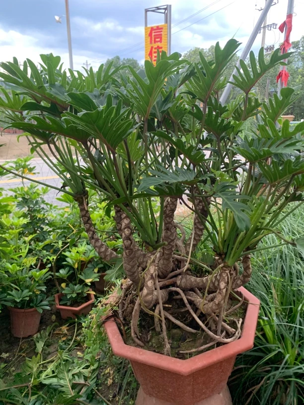 多头龙鳞小天使庭院客厅别墅