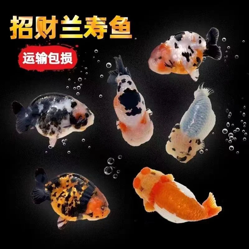 福州飞凤兰寿金鱼红白，五花，水墨，玉兔，奶花直播间混搭