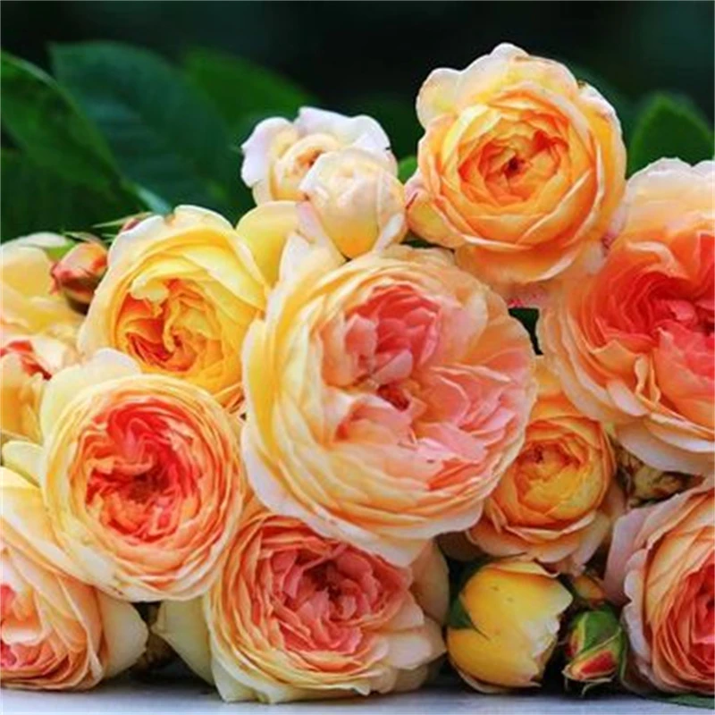 詹森 藤本蔷薇月季大花浓香庭院露台花墙拱门地栽盆栽花卉