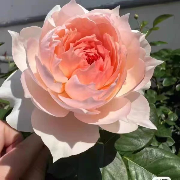 莫妮卡戴维 仙气美人尖月季浓香