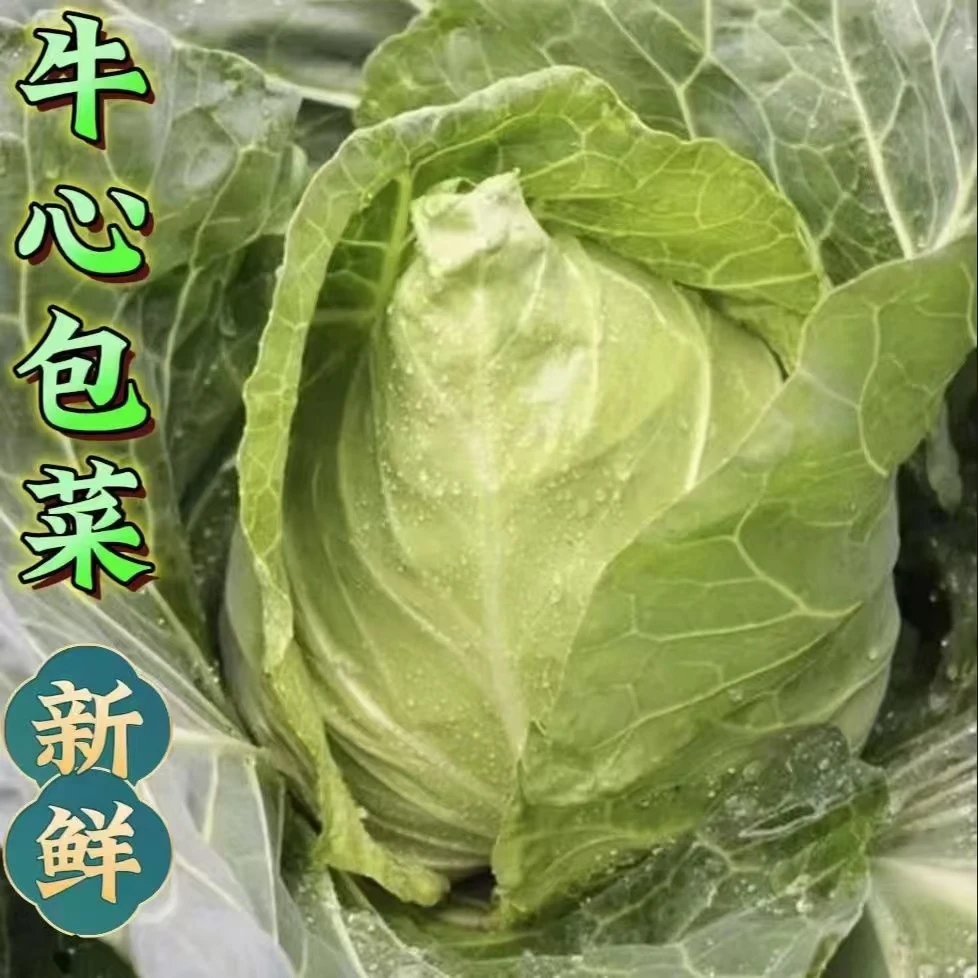 贵州露天新鲜种植牛心菜甘蓝尖包心菜当季新鲜蔬菜现砍现发手撕菜