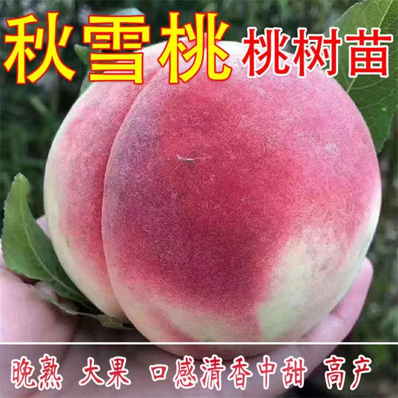秋雪桃树苗特大脆甜离核耐寒桃树果苗庭院阳台盆栽地栽南北方种植