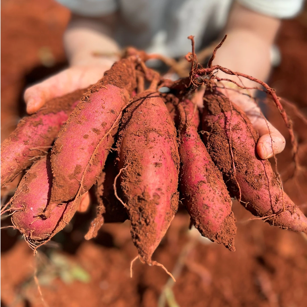 农食谷【新品】【中大果】高原蜜薯红薯番薯香薯4斤装单个4-8两【软甜】