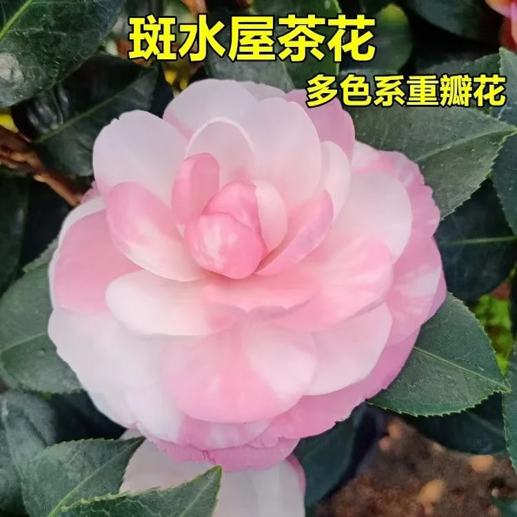 斑水屋精品山茶花稀有珍贵品种花卉盆栽树苗室内阳台庭院好养植物