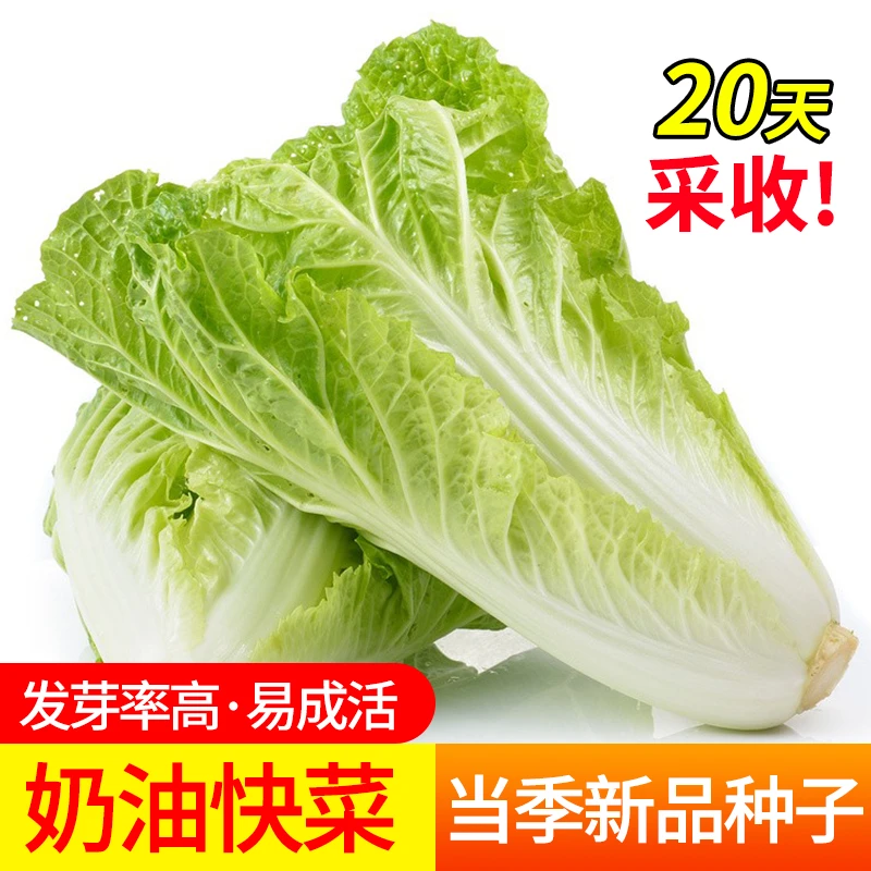 奶油快菜种子种籽四季小白菜蔬菜青菜菜种孑子籽种大全白莱快菜种