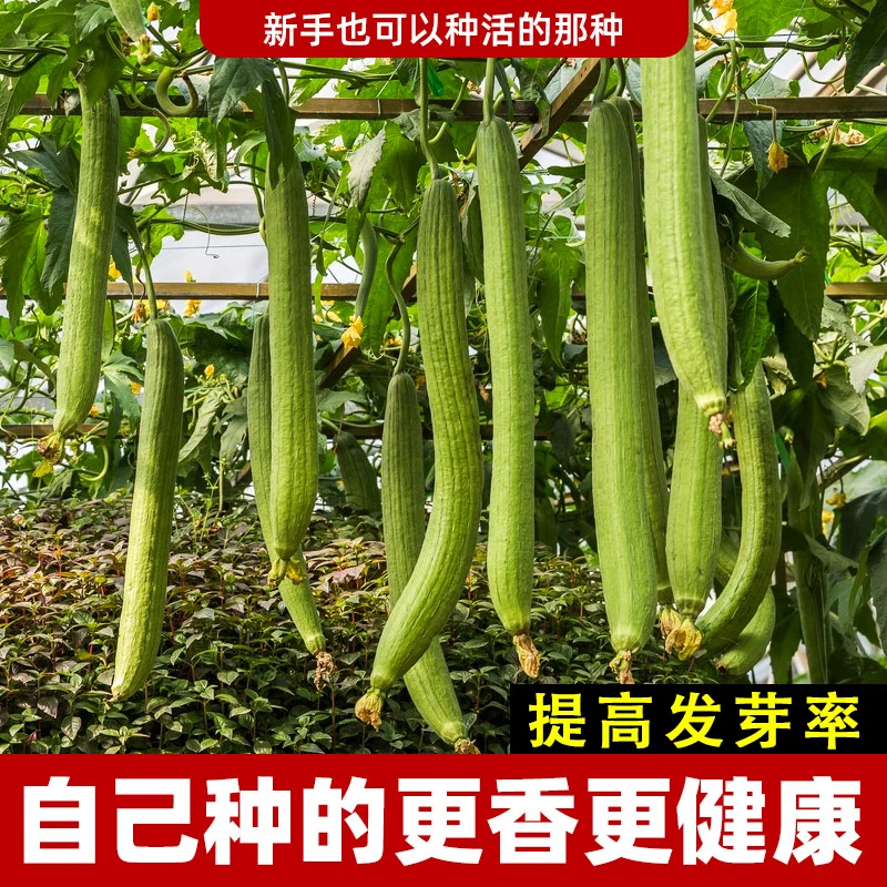 高产丝瓜种子长丝瓜种籽子春季夏季庭院种植菜种籽四季蔬菜种子孑