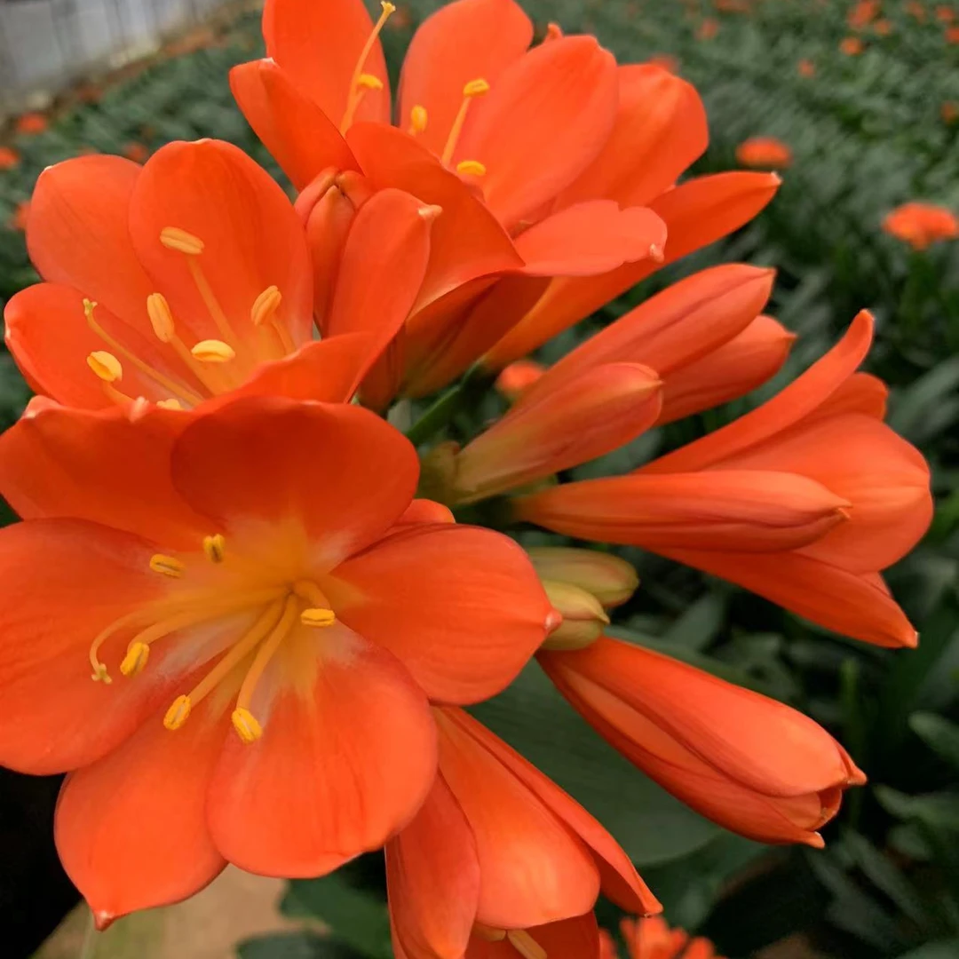 【精品大苗】9-10年君子兰大苗好养易活四季常青室内外绿植盆栽