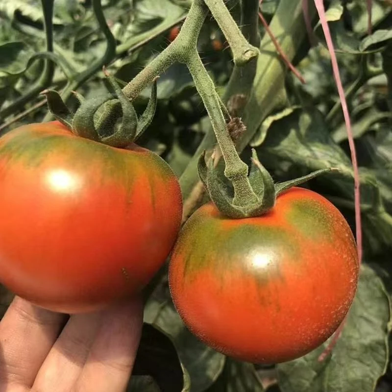 东北草莓西红柿新鲜油柿绿腚西红柿水果脆番茄邮政空运顺风京东