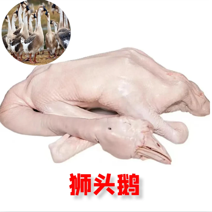 【6斤】特大种狮头鹅肉质鲜美 农村养殖 顺丰包邮