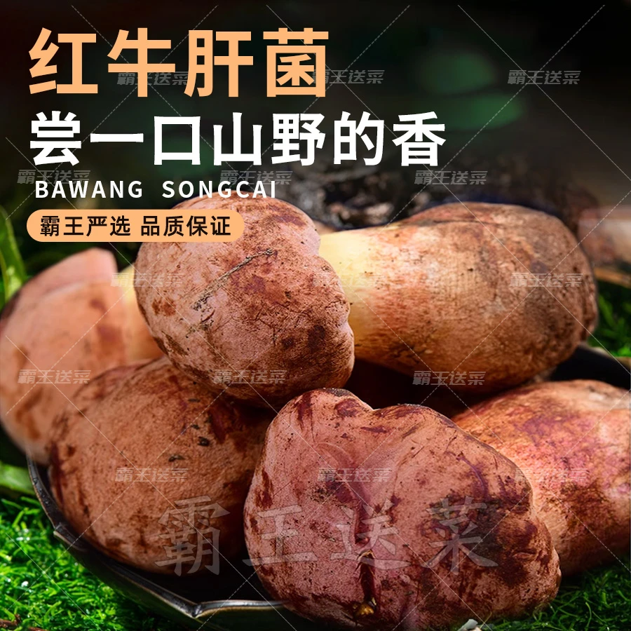 【云南野生菌食用菌】红葱/红牛肝菌