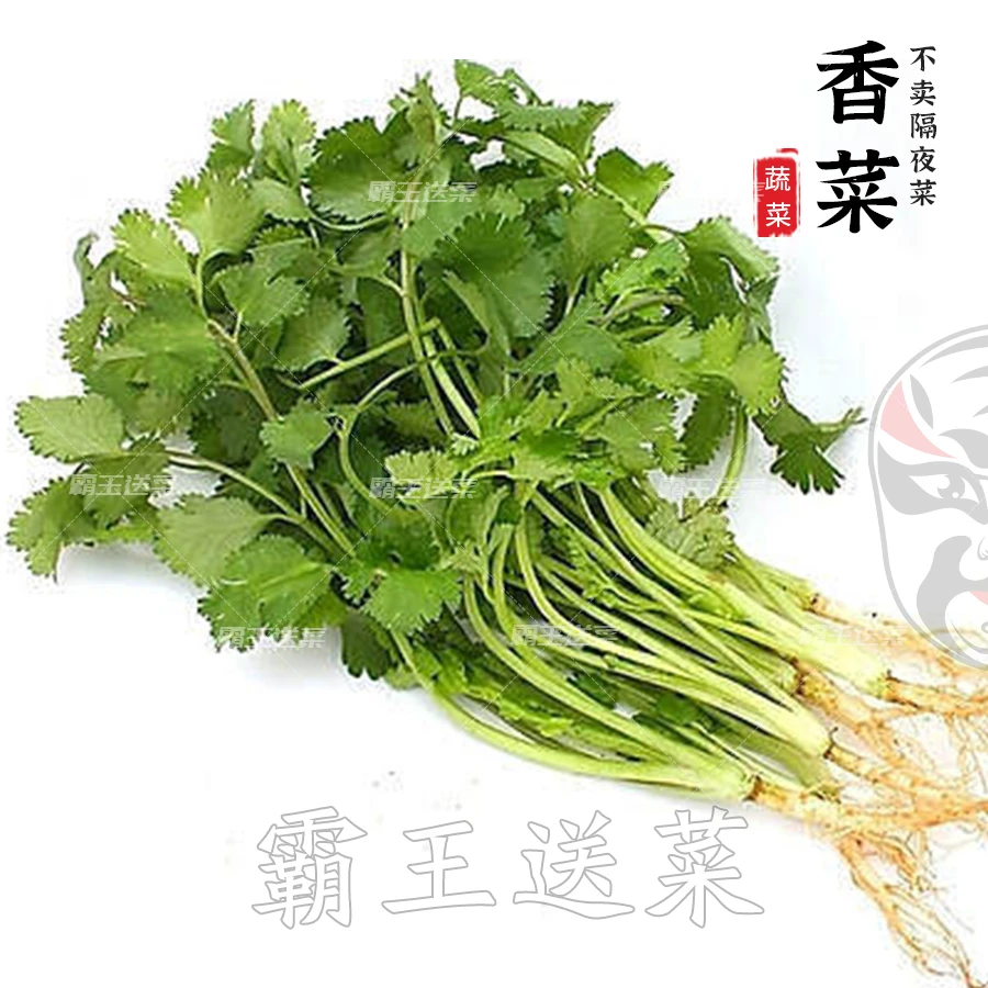【香菜爱好者】新鲜香菜 100g