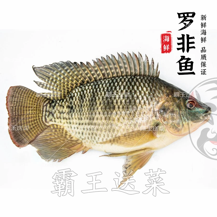 【鲜活现杀】罗非鱼 约800g/条