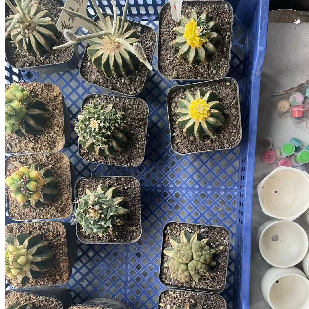 1号仙人球一物一拍链接满20包邮［小苗售出不退不换］（脱土发货）