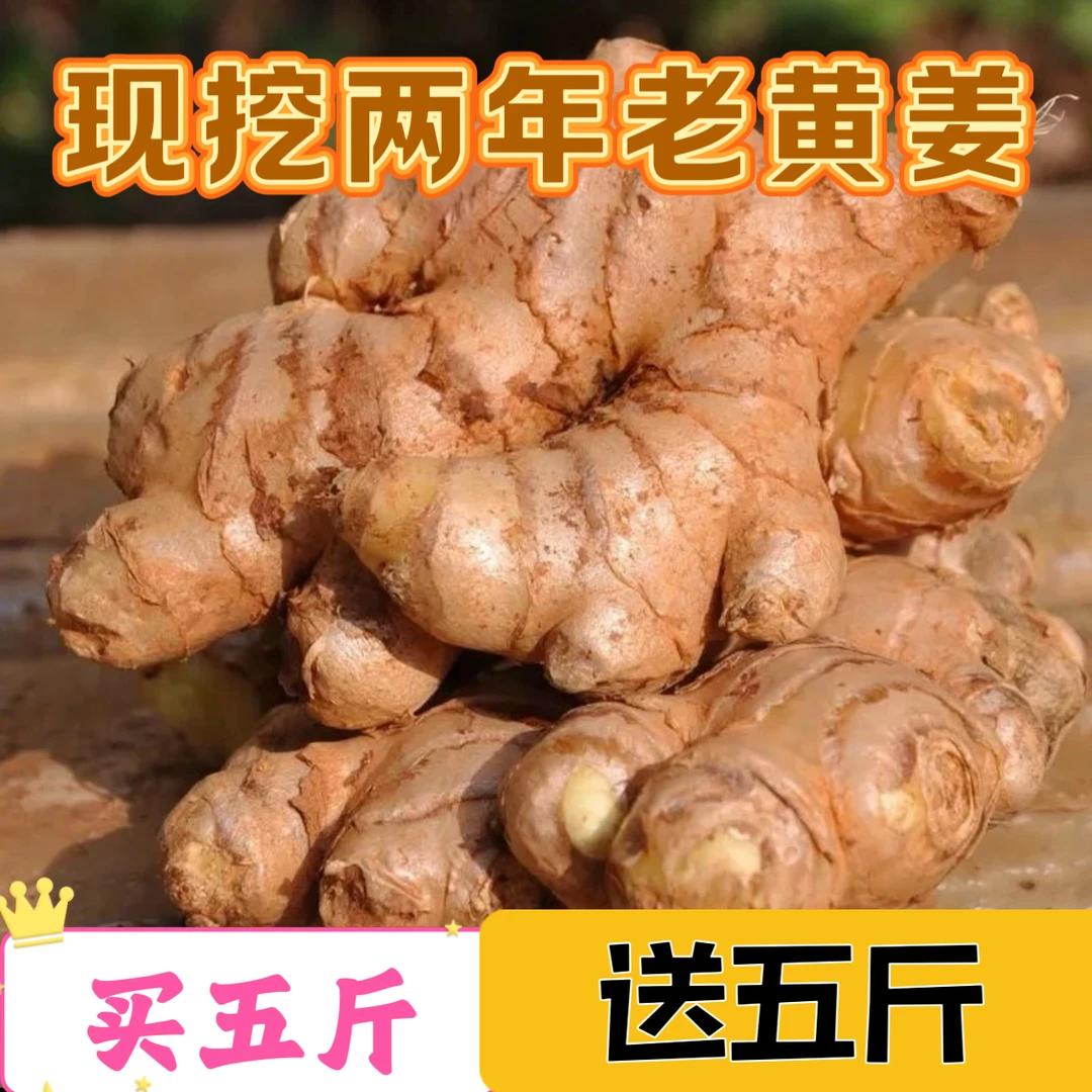 云南姜两年老姜现挖老黄姜新鲜蔬菜配料月子姜小黄姜产地直发辛辣