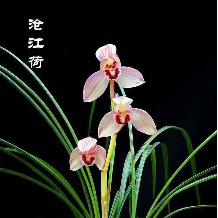 清悦兰轩；精品国兰（一物一拍，直播间专用）