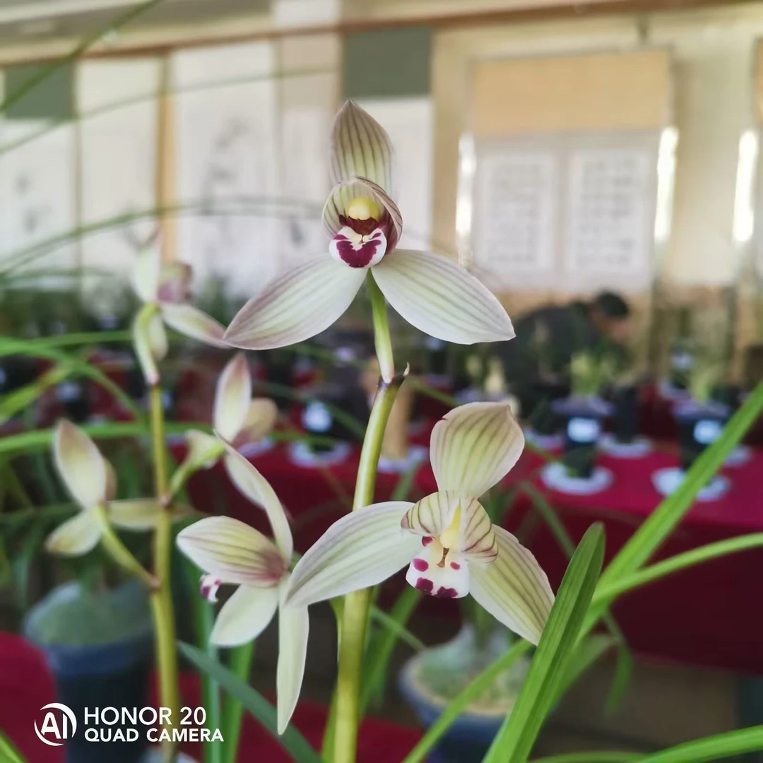 清悦兰轩，国兰一物一拍