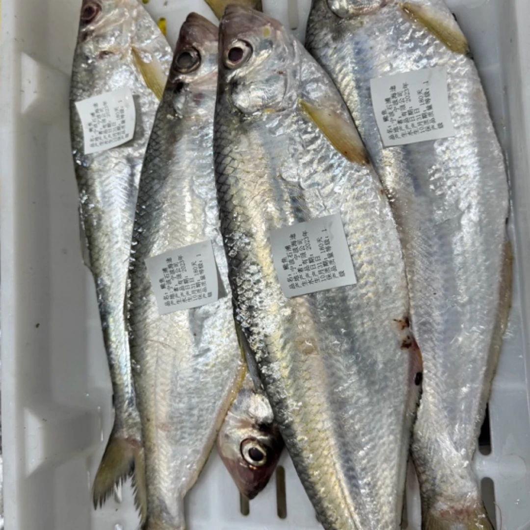 宁波东海本地鳓鱼