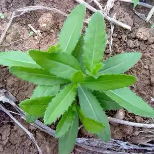 陕西新鲜野生刺金菜小蓟草刺儿菜 刺角芽野刺菜现摘现发