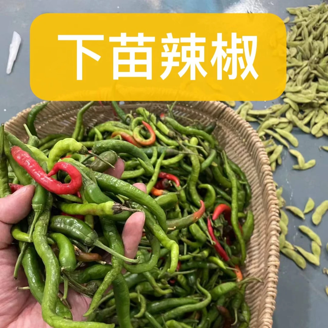 【顺丰到家】萍乡本地辣椒 红辣椒 青辣椒 炒肉特香  下苗辣椒好吃