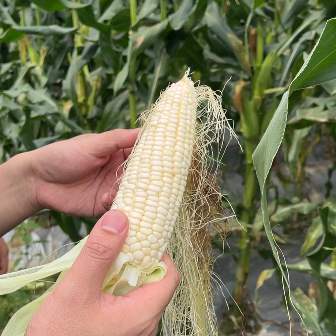 【顺丰】江西萍乡 长潭村本地玉米 农家玉米健康 玉米白玉米甜玉米