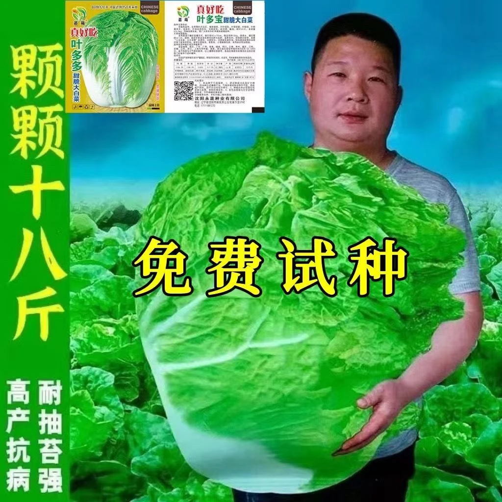 十八斤大白菜种子东北白菜籽四季叶多多大白菜抗病高产蔬菜白菜子
