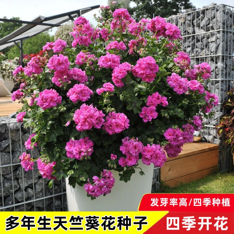 重瓣天竺葵种子四季播种易开花室内洋绣球花花种子籽观花盆栽花卉