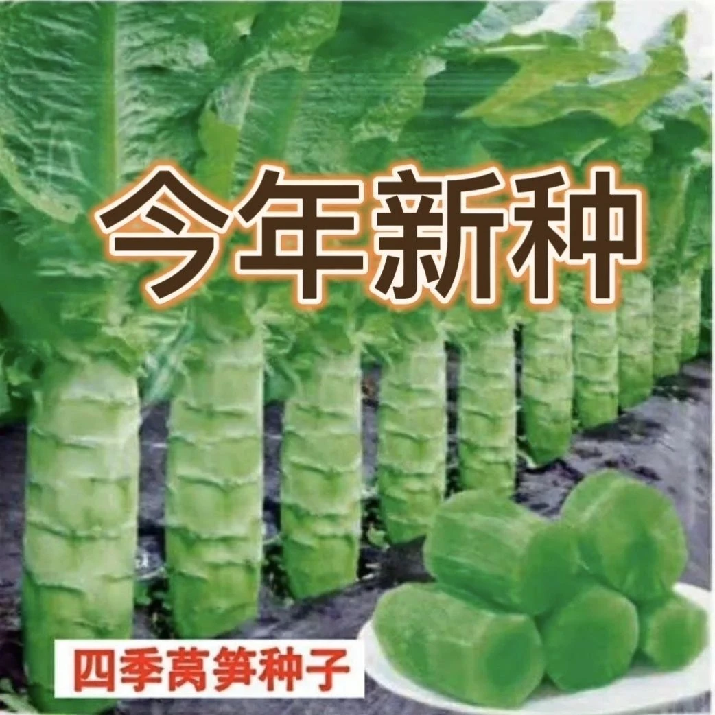 四季莴笋种子青皮绿肉香莴笋种子高产耐热耐寒春秋冬播蔬菜种籽