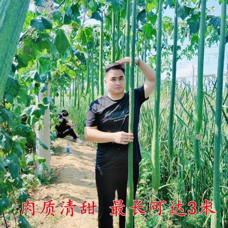 巨型特长丝瓜种子高产丝瓜种籽春季四季播庭院阳台盆栽蔬菜种孑
