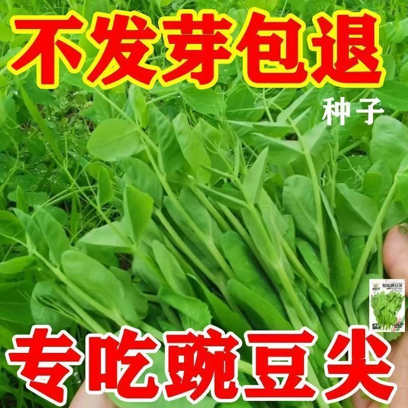 正宗豌豆苗种专吃豌豆尖芽苗种籽四季种植碗豆种碗豆吃苗蔬菜种子