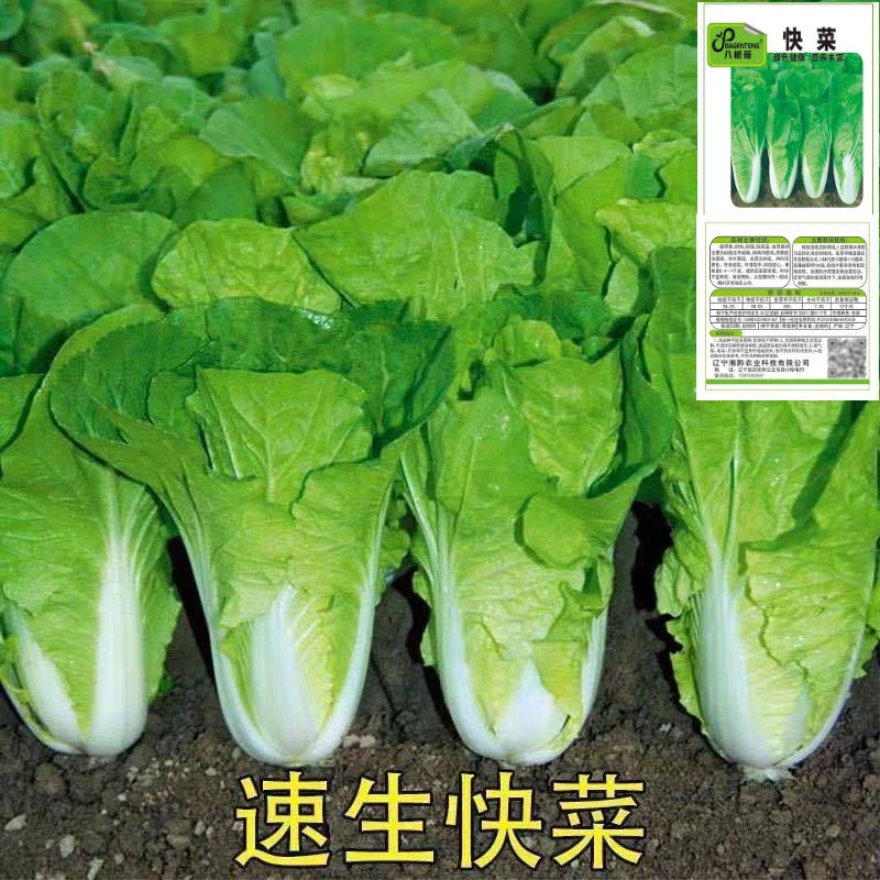 快菜种子小白菜籽夏秋季小白菜种籽秋冬季青蔬菜菜种籽大全种孑
