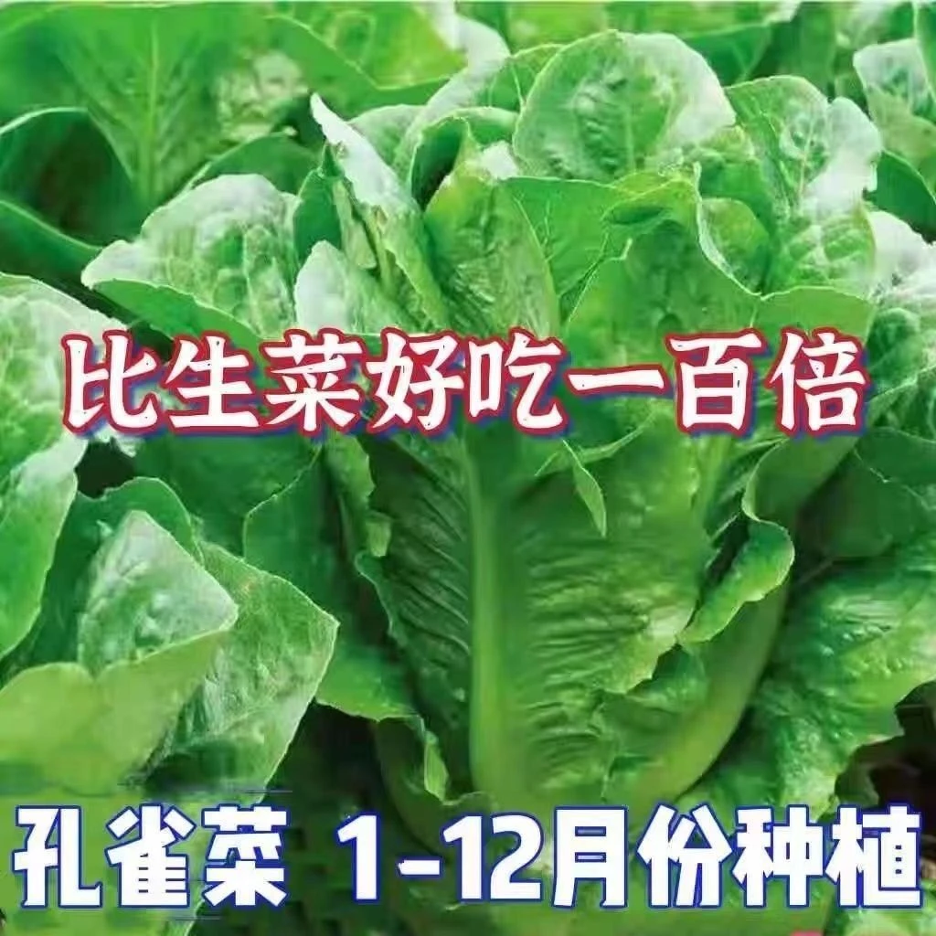 孔雀菜种子高钙四季种可生吃高营养罗马直立生菜种子沙拉生菜耐寒