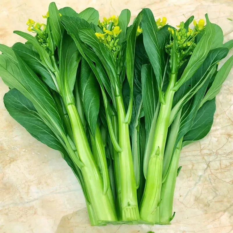 速生25天四季菜心种子广东四九甜脆菜心耐热油青耐高温农家青菜苔