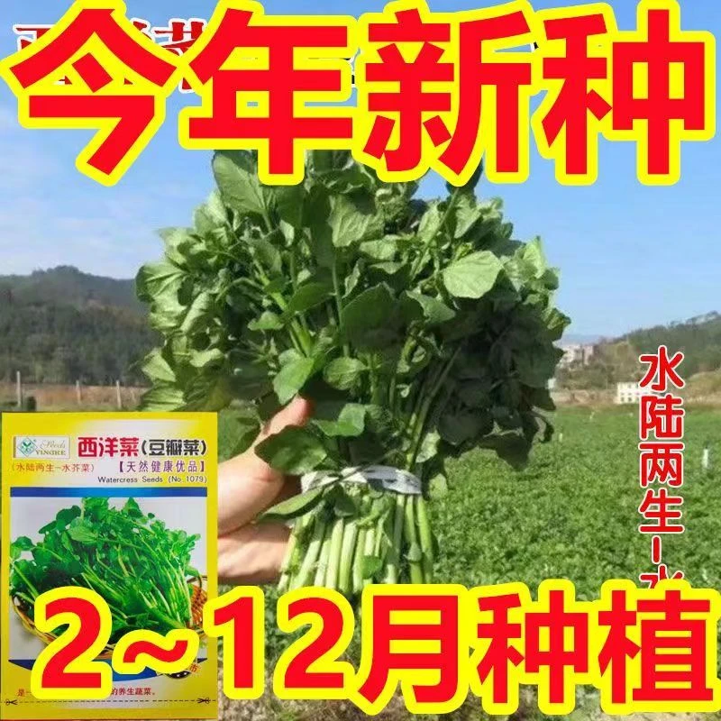 西洋菜种子 豆瓣菜种籽 四季种植野生水生儿童保健蔬菜野生青菜籽