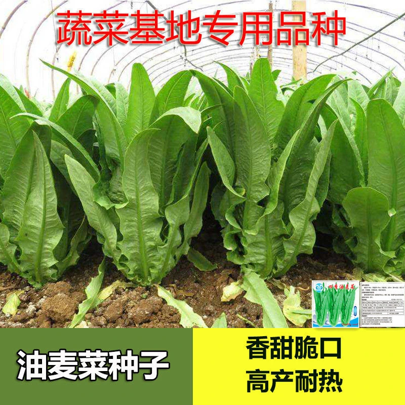 油麦菜种子油麦菜籽小青菜种子蔬菜种子四季青菜种籽阳台盆栽籽种