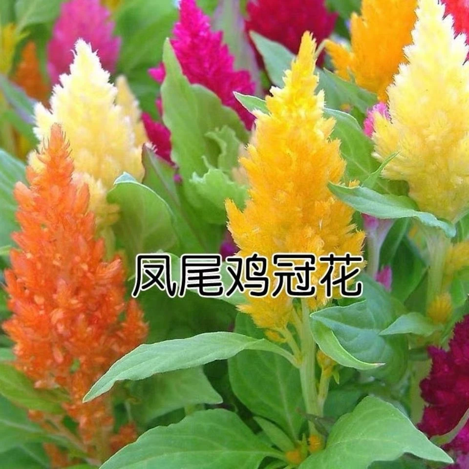 鸡冠花种子 头状凤尾混色春播花卉种子 阳台盆栽园易种植物花种籽