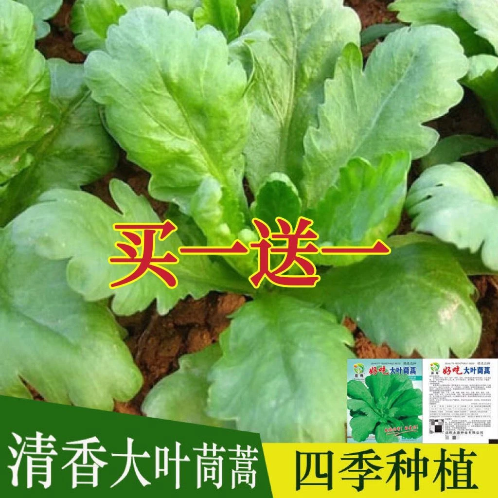 大叶茼蒿种子皇帝菜春夏秋四季盆栽大田青菜种籽茼蒿菜籽种孑大全