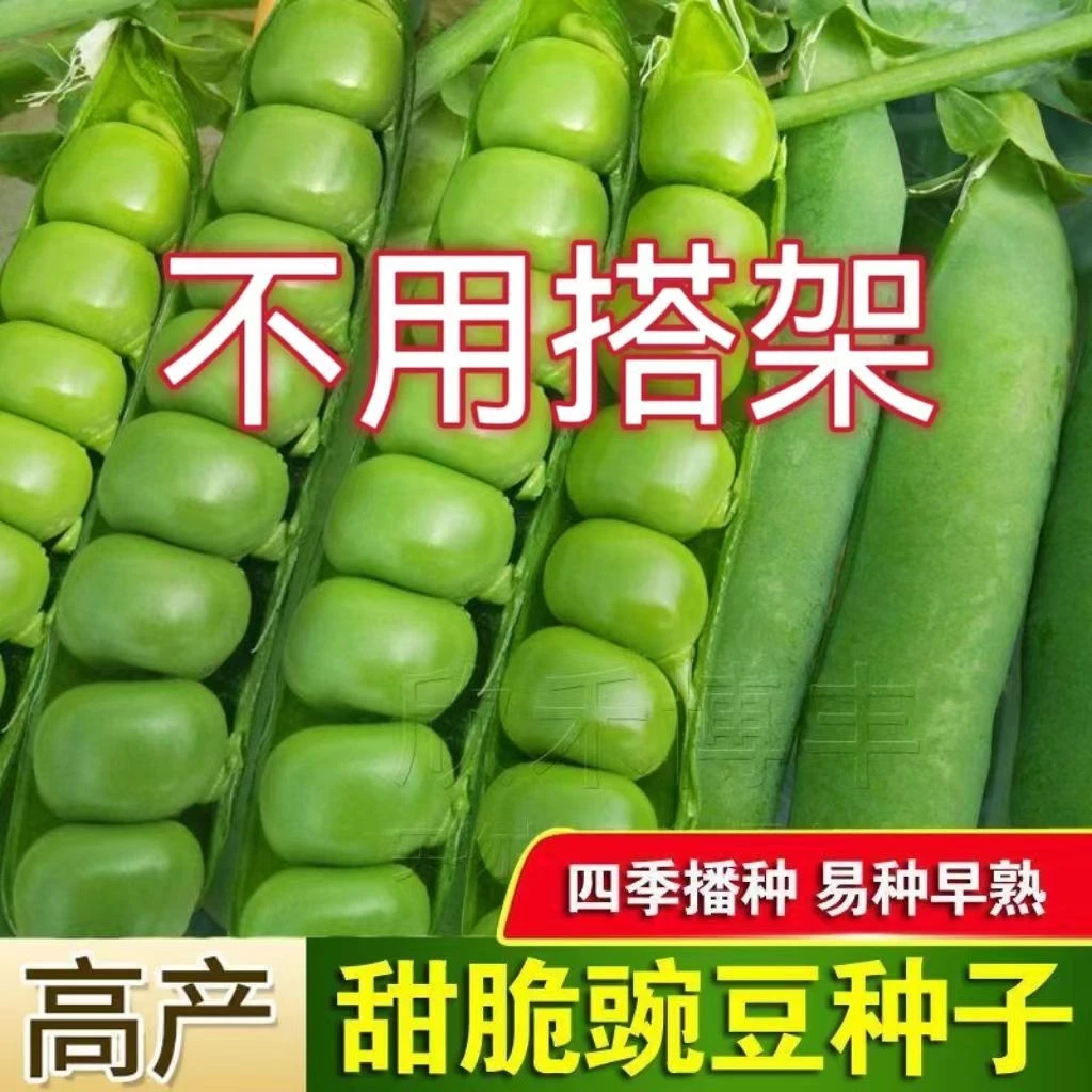【可越冬】甜脆青豌豆种子不用搭架甜豌豆籽老品种碗豆种籽蔬菜籽