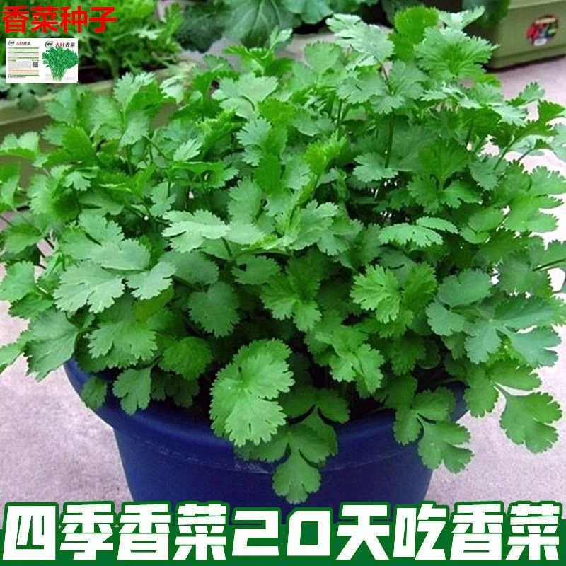 四季小香菜种子阳台室内花卉盆栽庭院蔬菜种子渔具四季颗播种种籽