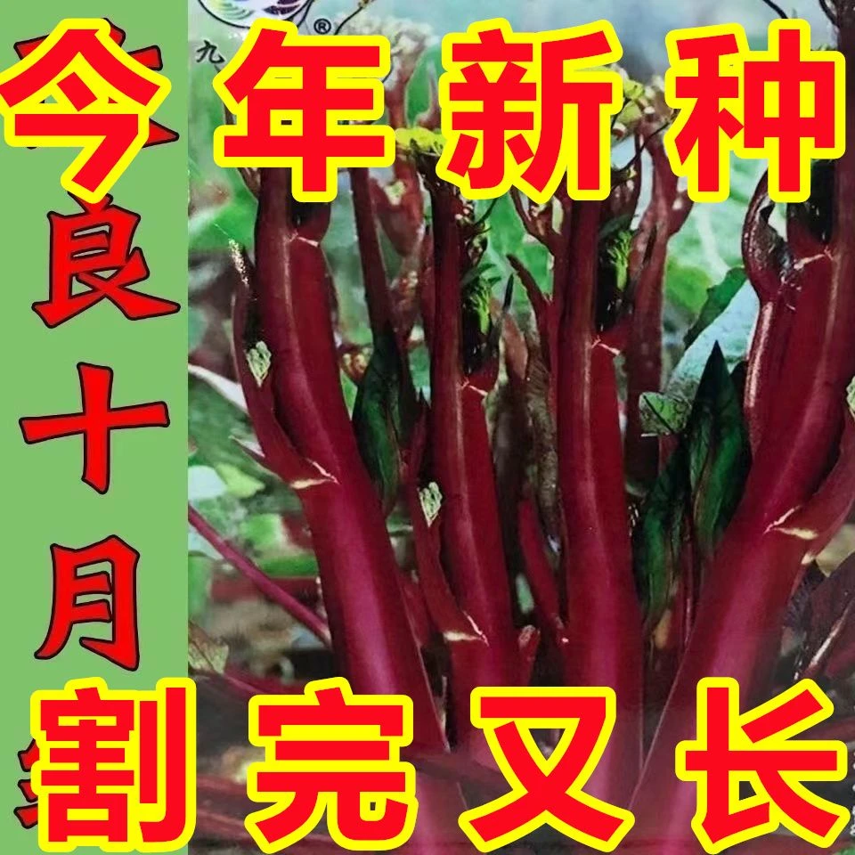 【新种上市】十月红菜苔种子过冬蔬菜春季秋季种植阳台抗病寒种籽