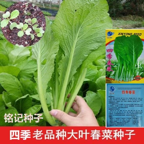 春菜种子春不老潮汕大叶春芥菜四季速生耐寒耐热高产抗病蔬菜种子