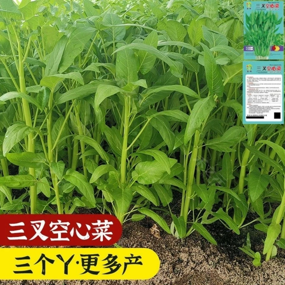 三叉空心菜种子四季蔬菜种子多次采摘空心菜种子高产空心菜种子