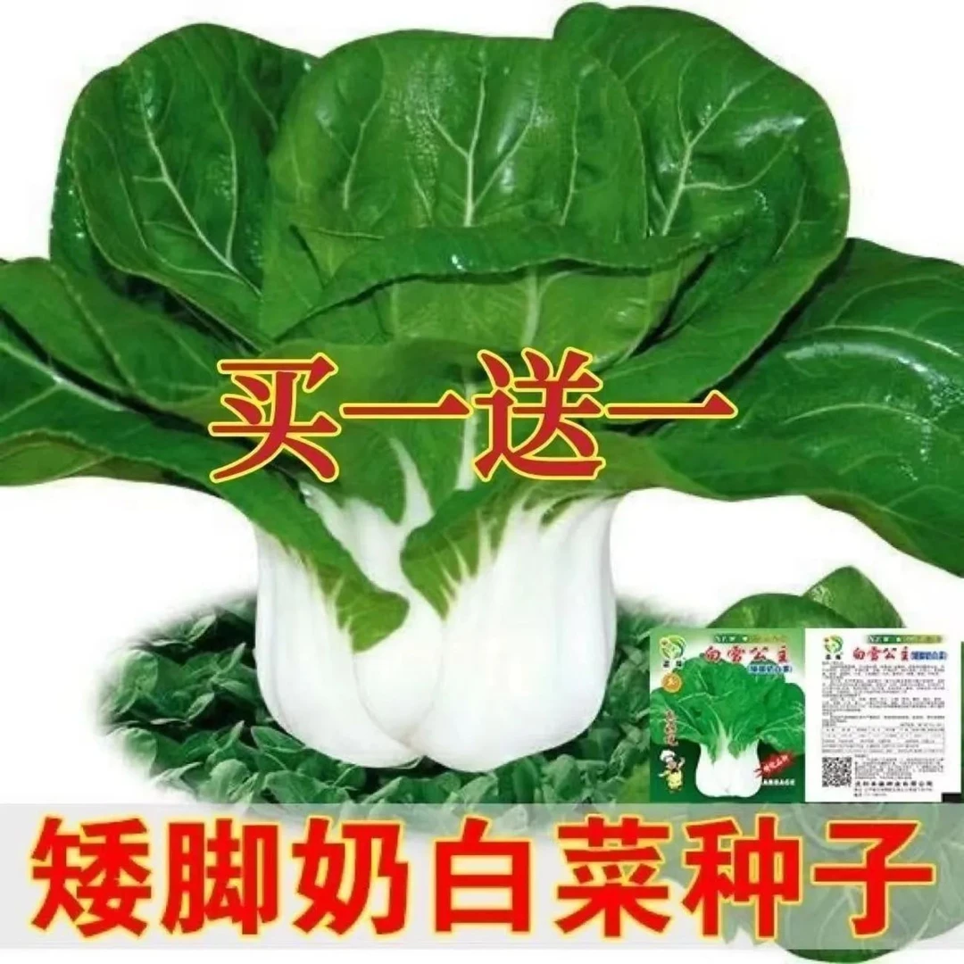 新白雪公主奶白菜种子湘潭四季播种矮脚白菜种籽盆栽大田蔬菜种子