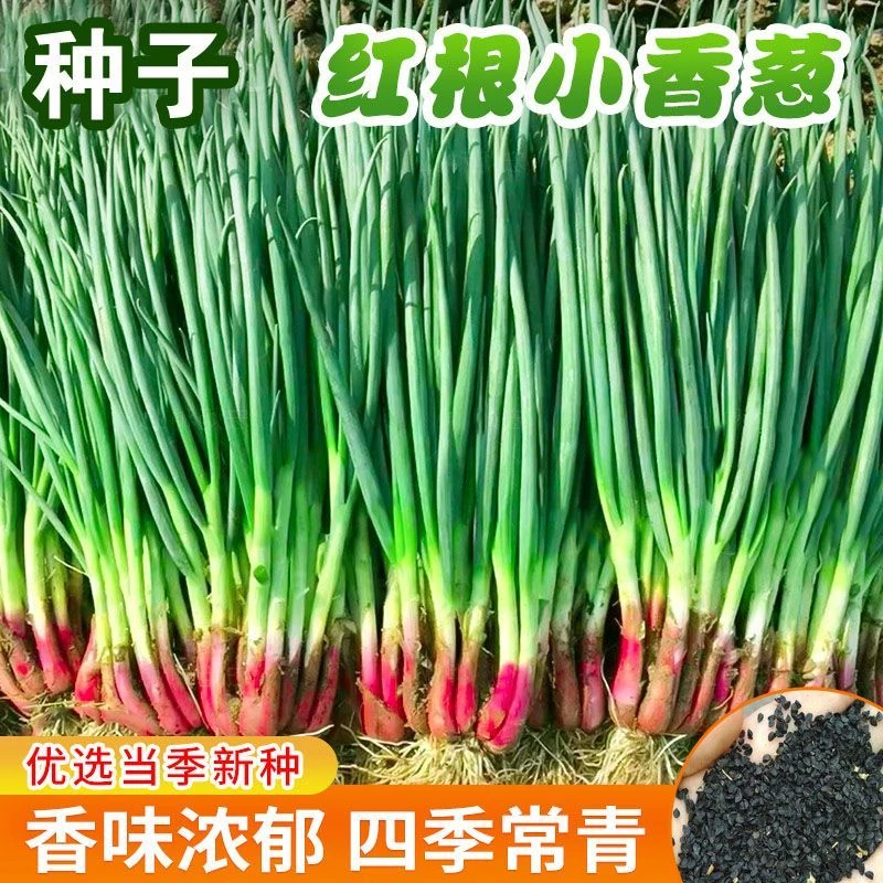 红根小香葱种子盆栽葱种籽高品质小葱籽红葱种子阳台农家蔬菜种孑