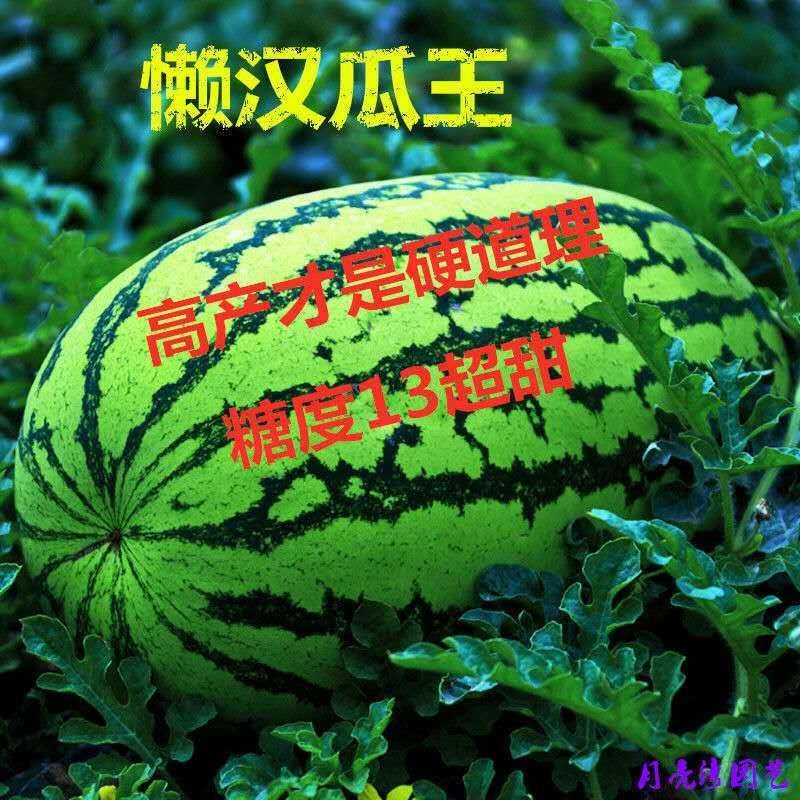 西瓜种籽孑巨型懒汉瓜王麒麟甜王四季水果早熟脆甜多汁大西瓜种子